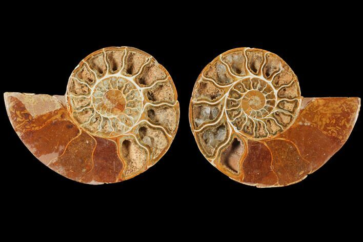 5.2" Cut & Polished Agatized Ammonite Fossil (Pair)- Jurassic